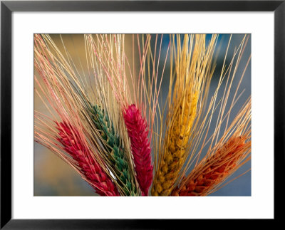 Tibetan Religious Offerings Made Of Barley Wheat, Lhasa, Tibet, China by Keren Su Pricing Limited Edition Print image