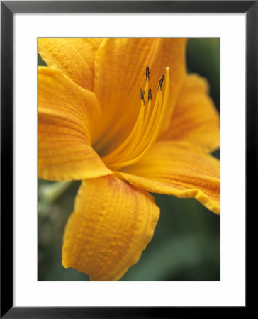 Hemerocallis Stella De Oro (Day Lily) by Hemant Jariwala Pricing Limited Edition Print image