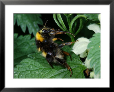 White-Tailed Bumblebee, Adult Worker Feeding Showing Long Tongue, Cambridgeshire, Uk by Keith Porter Pricing Limited Edition Print image