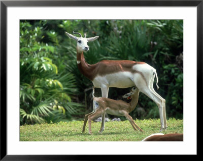Dama Gazelle, Baby Nursing, Zoo Animal by Stan Osolinski Pricing Limited Edition Print image