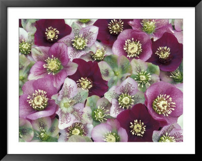 Heleborus Flower Pattern, Sammamish, Washington, Usa by Darrell Gulin Pricing Limited Edition Print image