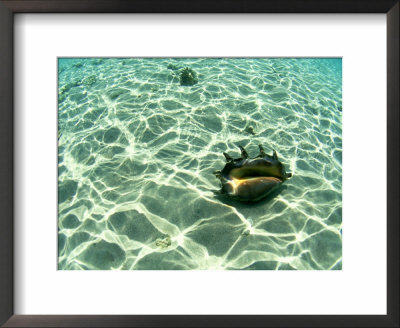 Seashell, Fiji Islands by Scott Winer Pricing Limited Edition Print image