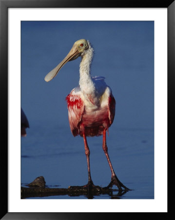 Roseate Spoonbill Wades In The Mud Of A Coastal Lagoon by Klaus Nigge Pricing Limited Edition Print image