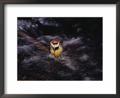 A King Cobra Swimming In A Stream by Mattias Klum Pricing Limited Edition Print image
