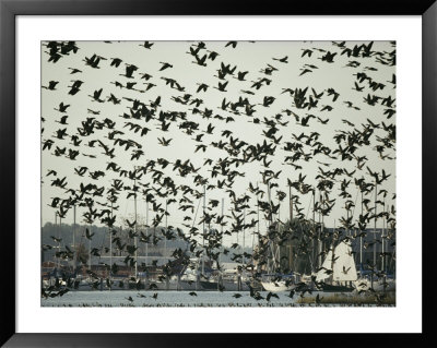 Hundreds Of Geese Take Flight Near Oxford by Lowell Georgia Pricing Limited Edition Print image