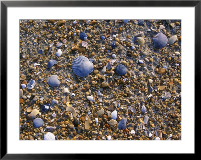 Sea Shells Lie On The Beach by Stephen Alvarez Pricing Limited Edition Print image