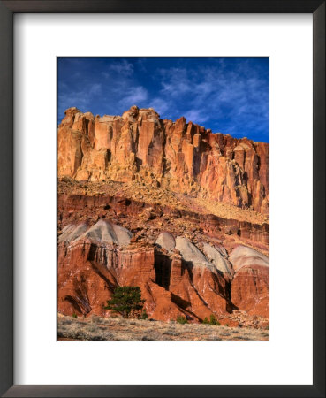 Pinyon Pine Below Cliffs, Capitol Reef National Park, Utah, Usa by Scott T. Smith Pricing Limited Edition Print image