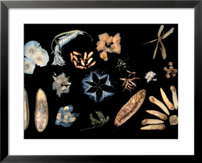 Collection Of Wind Dispersed Seeds, Barro Colorado Island, Panama by Christian Ziegler Pricing Limited Edition Print image