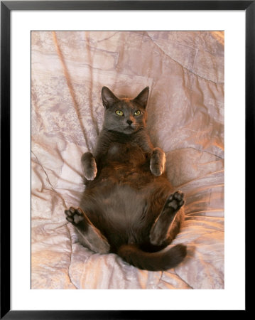 Fat Pregnant Grey Cat Relaxing On Bed by Alan And Sandy Carey Pricing Limited Edition Print image