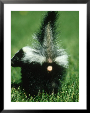 Striped Skunk, Mephitis Mephitis Baby In Spraying Position Montana by Brian Kenney Pricing Limited Edition Print image