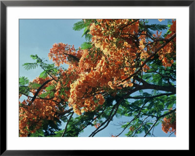 Flowering Tree Branches by Elisa Cicinelli Pricing Limited Edition Print image