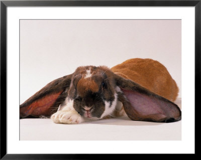Comical Long Eared Rabbit by John Dominis Pricing Limited Edition Print image