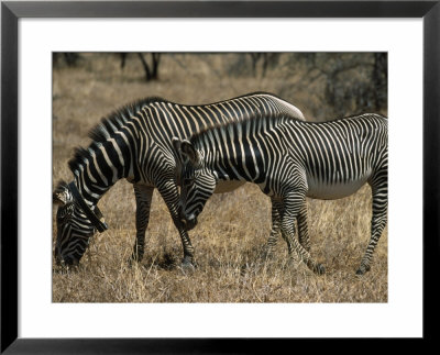 Grevy's Zebra (Equus Grevyi), Samburu National Park by Ralph Reinhold Pricing Limited Edition Print image