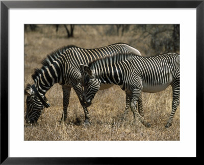 Grevy's Zebra (Equus Grevyi), Samburu National Park by Ralph Reinhold Pricing Limited Edition Print image