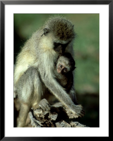 Vervet Monkey, Mother And Young, Kenya by Martyn Colbeck Pricing Limited Edition Print image