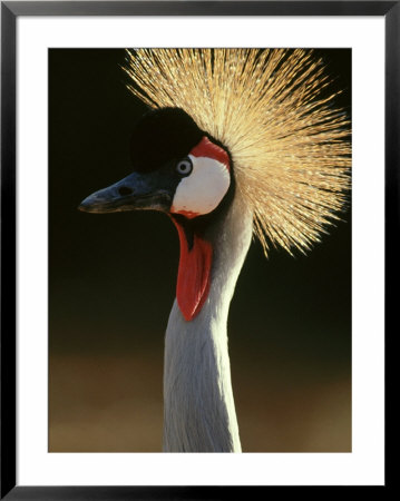 West African Crowned Crane, Balearica Pavonina Pavonina by Brian Kenney Pricing Limited Edition Print image
