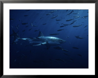 Great White Shark, Swimming, Pacific by Gerard Soury Pricing Limited Edition Print image