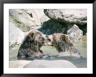 Bears Playing In Water by Chris Minerva Pricing Limited Edition Print image