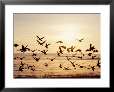 Greater White-Fronted Goose, Arctic National Wildlife Refuge, Brooks Range, Alaska, Usa by Steve Kazlowski Pricing Limited Edition Print image