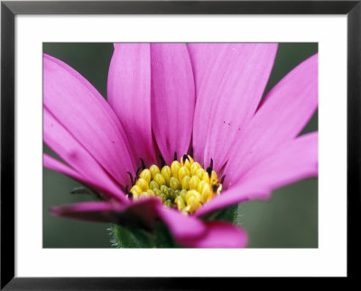 Osteospermum Blackthornes Seedling March Perennial (African Daisy) by Lynn Keddie Pricing Limited Edition Print image