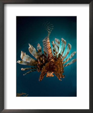 Lionfish, From Behind, New Caledonia by Tobias Bernhard Pricing Limited Edition Print image