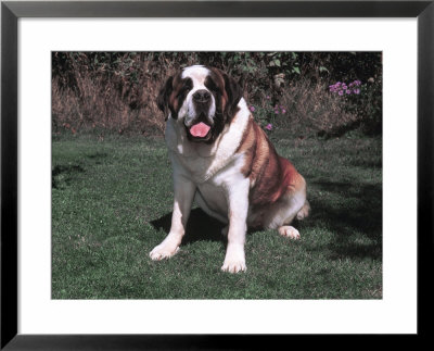 Smooth Coated Saint Bernard Sitting On Grass by Ralph Reinhold Pricing Limited Edition Print image