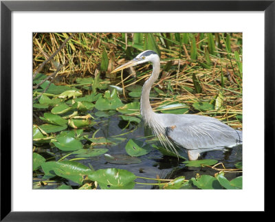 Great Blue Heron, Everglades National Park, Fl by Mark Gibson Pricing Limited Edition Print image