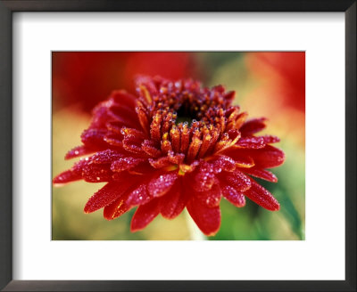 Chrysanthemum Rumpelstilzchen by Lynn Keddie Pricing Limited Edition Print image