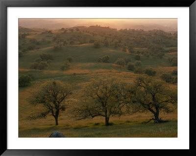 Rolling Foothills Of The Sierra Nevada Spotted With Oak Trees Near Bakersfield, California by Phil Schermeister Pricing Limited Edition Print image