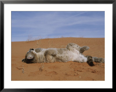 A Young Mountain Lion Rolls In Desert Sand by Norbert Rosing Pricing Limited Edition Print image