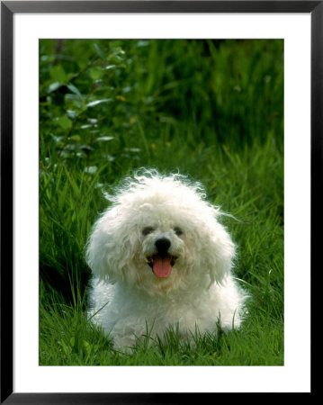 Bichon Frise Dog by Klein And Huber Pricing Limited Edition Print image