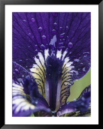 Close View Of The Dew-Drenched Petals Of An Iris by Tom Murphy Pricing Limited Edition Print image