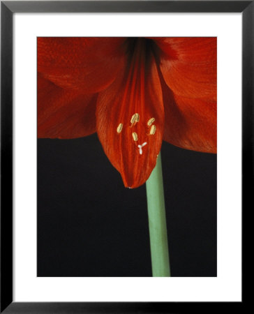 A Close View Of An Amaryllis Flower by Bill Curtsinger Pricing Limited Edition Print image