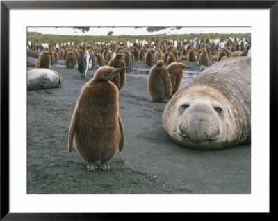 A Group Of King Penguins And Their Chicks With Resting Elephant Seals by Gordon Wiltsie Pricing Limited Edition Print image