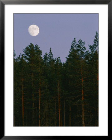 A Huge Moon Rises Over An Evergreen Forest by Mattias Klum Pricing Limited Edition Print image