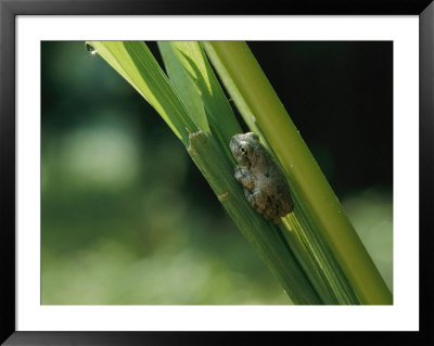 Frog On A Leaf by Robert Madden Pricing Limited Edition Print image