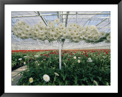 Lofty Conveyors Move Gerberas Through A Greenhouse by Sisse Brimberg Pricing Limited Edition Print image