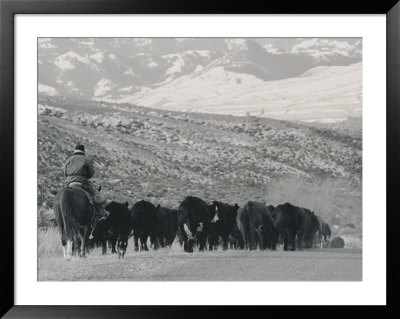 A Shot Of Ranchers Pushing Cattle In December by Bobby Model Pricing Limited Edition Print image