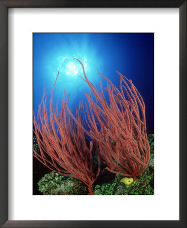 Reef Scene With Red Whip Coral, Fiji by David B. Fleetham Pricing Limited Edition Print image