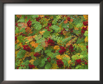 Rowan (Mountain Ash), Sorbus Aucuparia by Mark Hamblin Pricing Limited Edition Print image