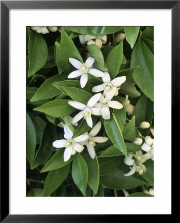 Orange Blossoms And Foliage by Inga Spence Pricing Limited Edition Print image