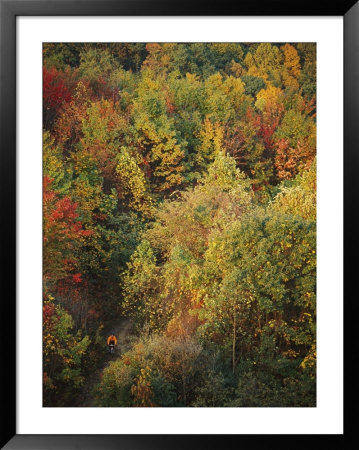 A Bicyclist Rides A Trail Through A Wooded Area In Autumn by Skip Brown Pricing Limited Edition Print image