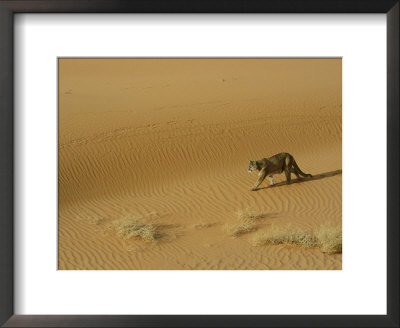 A Mountain Lions Walks Across A Desert Landscape by Norbert Rosing Pricing Limited Edition Print image