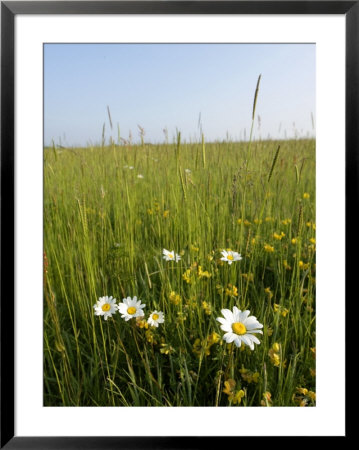 Wildflower Meadow, Uk by Mike Powles Pricing Limited Edition Print image