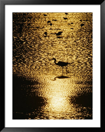 A Great Blue Heron Stands In Silhouette by Bates Littlehales Pricing Limited Edition Print image