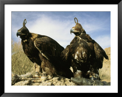 Hooded Eagles Stand Ready For Hunting by Ed George Pricing Limited Edition Print image