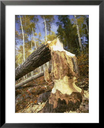 A Tree Knawed On By A Beaver by Bill Curtsinger Pricing Limited Edition Print image
