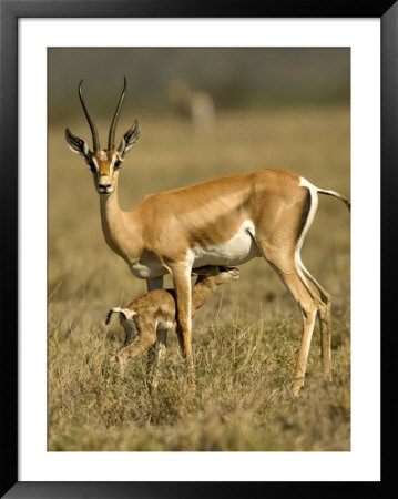 A Female Grants Gazelle Nursing Her Baby In A Field (Gazella Granti) by Roy Toft Pricing Limited Edition Print image