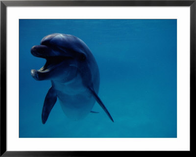 A Bottlenose Dolphin Swims In The Aquarium At Sea Life Park by Chris Johns Pricing Limited Edition Print image