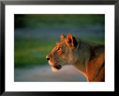 A Lioness Attentively Watching A Herd Of Zebras by Beverly Joubert Pricing Limited Edition Print image